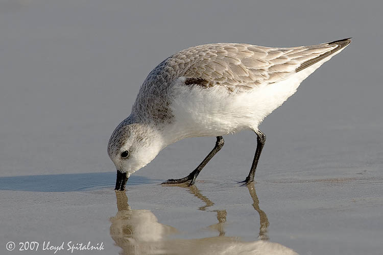 Sanderling