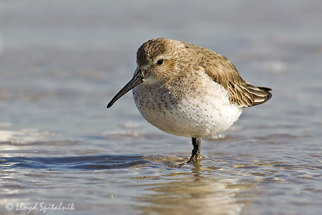 Dunlin