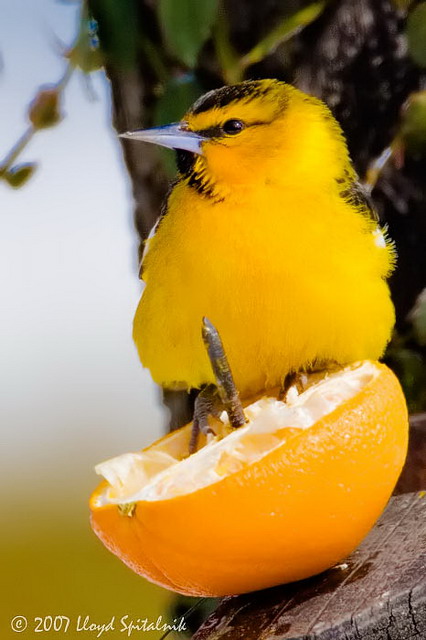 Bullocks Oriole
