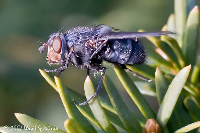 Blue blowfly
