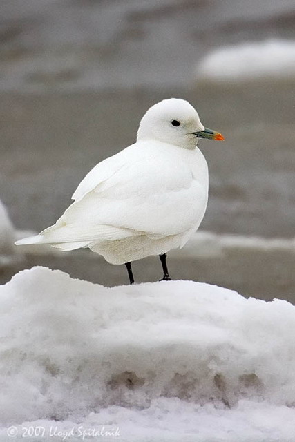 Ivory Gull