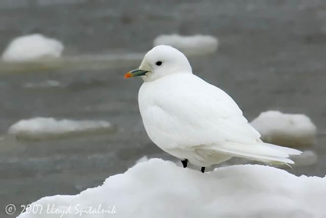 Ivory Gull
