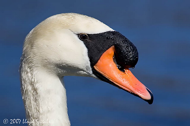 Mute Swan