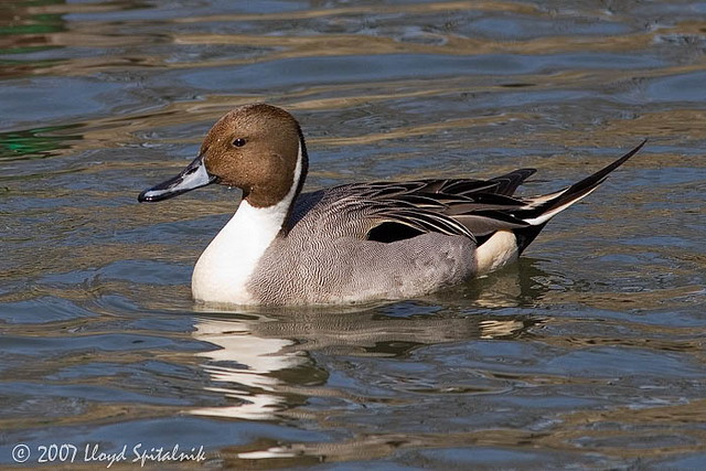 Northern Pintail