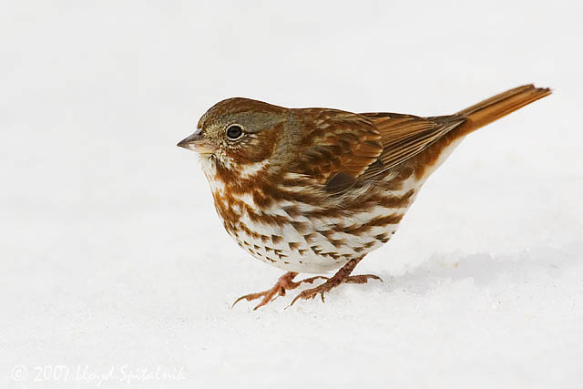 Fox Sparrow