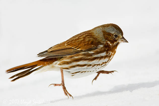 Fox Sparrow