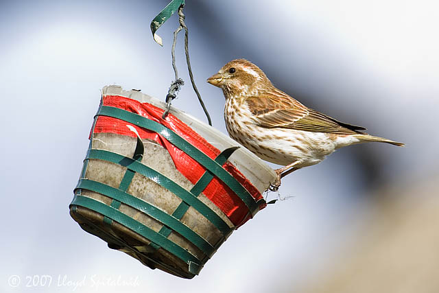 Purple Finch 