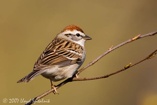 Chipping Sparrow