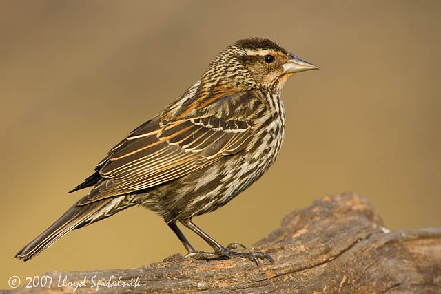 Red-winged Blackbird (female)