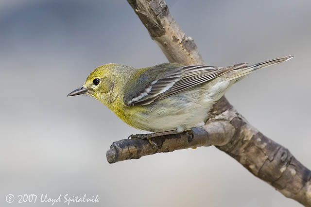 Pine Warbler (female)