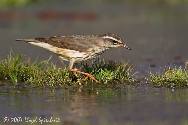 Louisiana Waterthrush