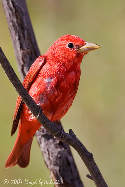 Summer Tanager