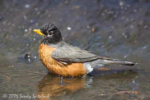American Robin