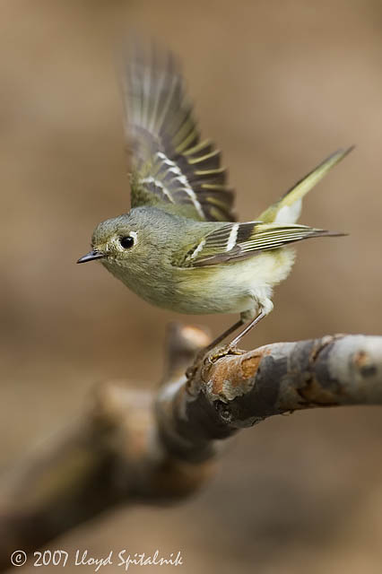 Ruby-crowned Kinglet