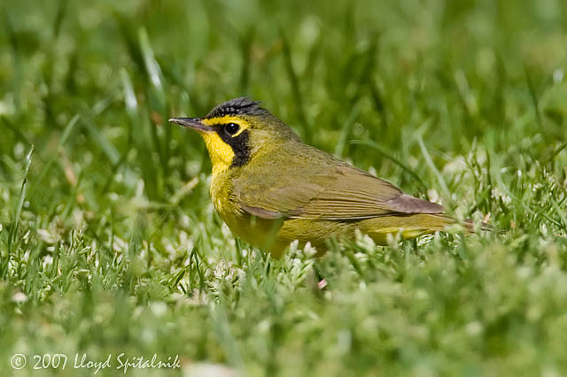 Kentucky Warbler