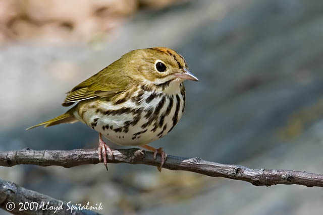 Ovenbird