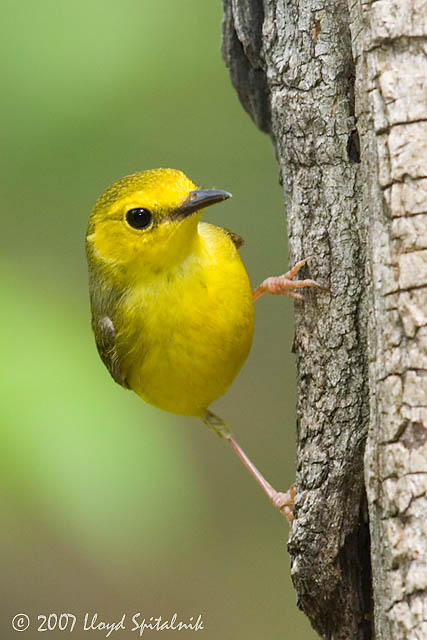 Hooded Warbler (female)