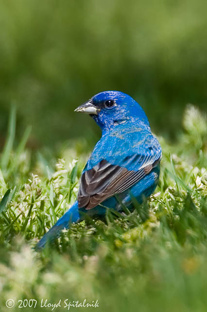 Indigo Bunting