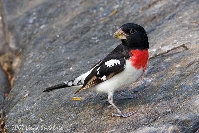 Rose-breasted Grosbeak