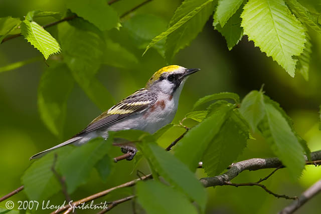 Chestnut-sided Warbler