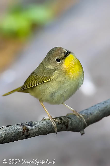 Common Yellowthroat (female)