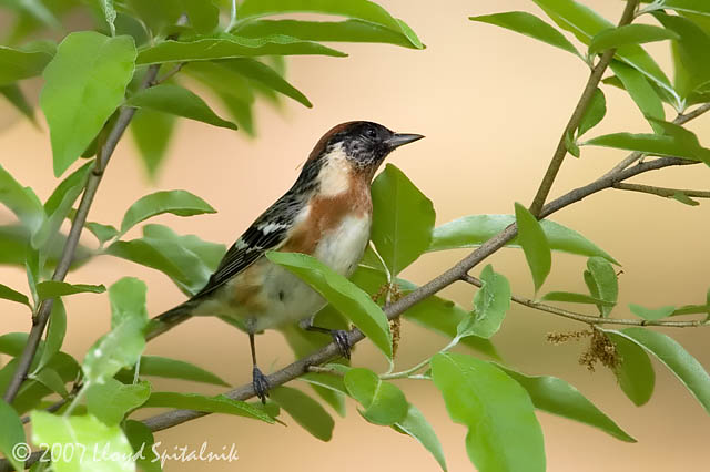 Bay-breasted Warbler 