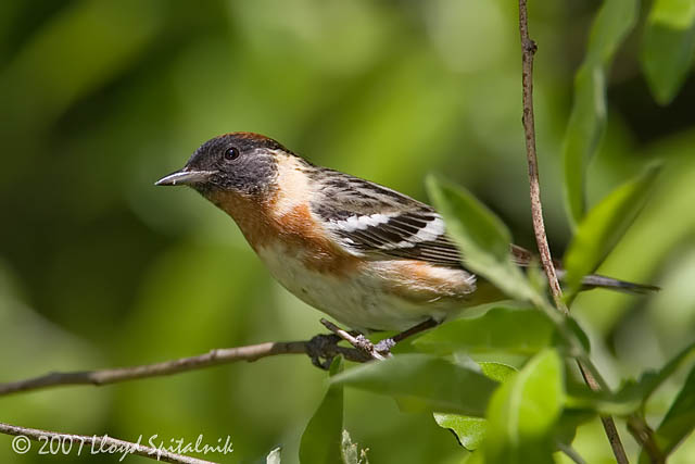 Bay-breasted Warbler