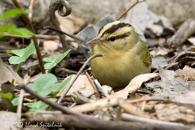 Worm-eating Warbler