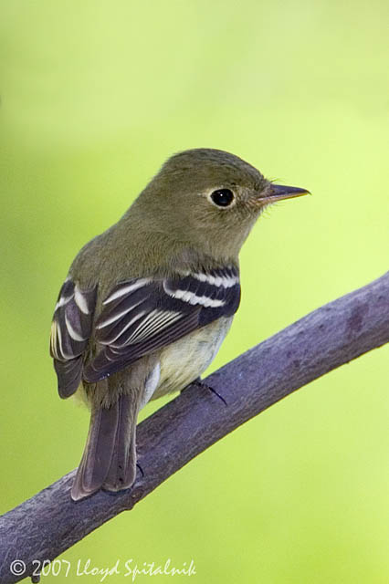 Yellow-bellied Flycatcher