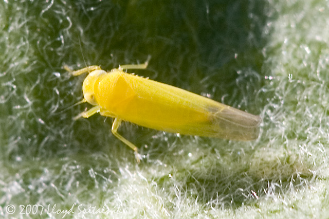 Leafhopper