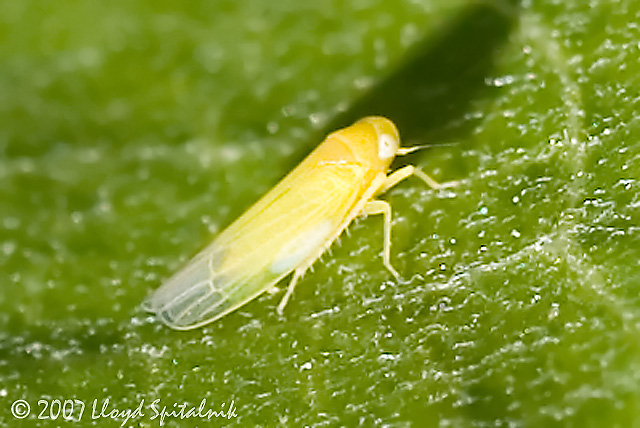 Leafhopper