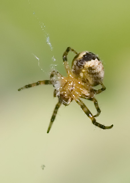 Orb Weaver