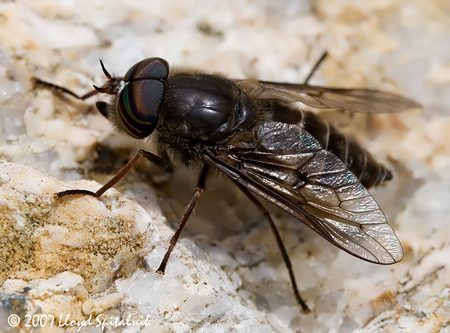 Horse Fly (male)