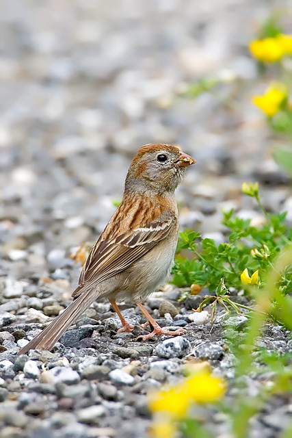 Field Sparrow