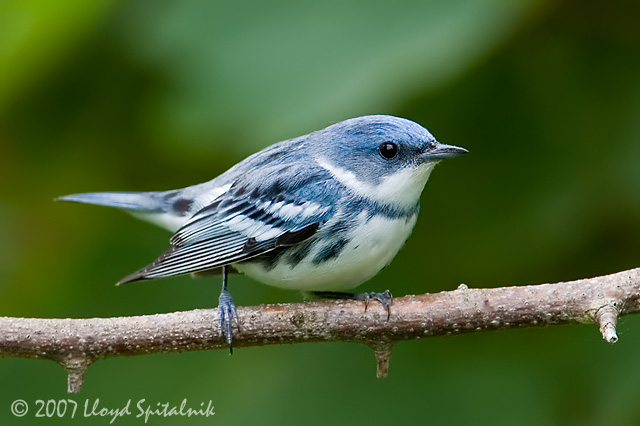 Cerulean Warbler