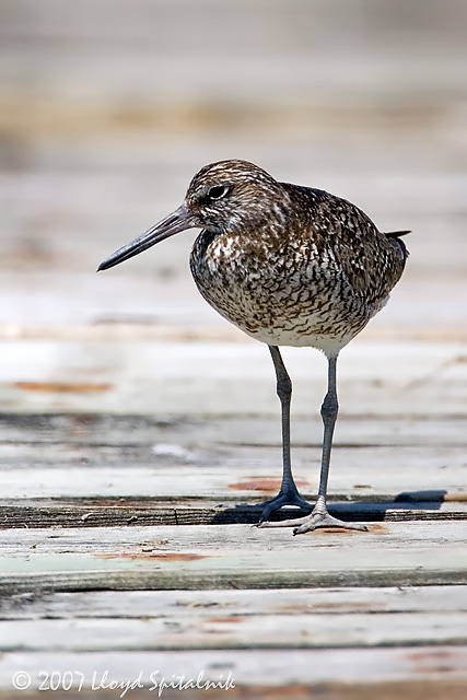 Willet (Eastern)