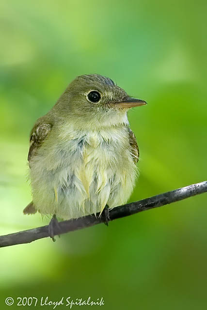 Yelow-bellied Flycatcher