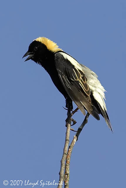 Bobolink