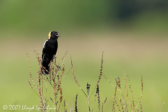 Bobolink