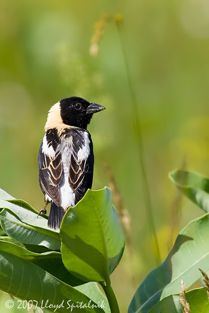 Bobolink