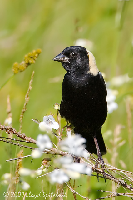 Bobolink