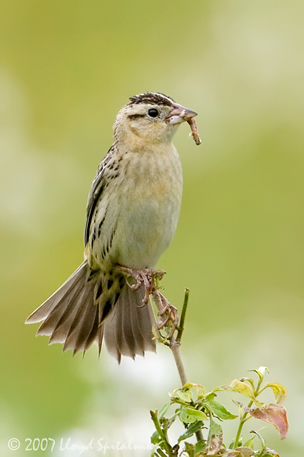 Bobolink (female)