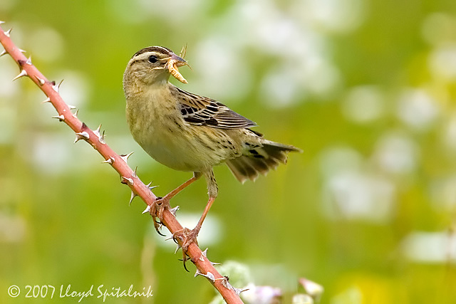Bobolink