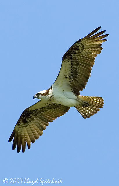 Osprey