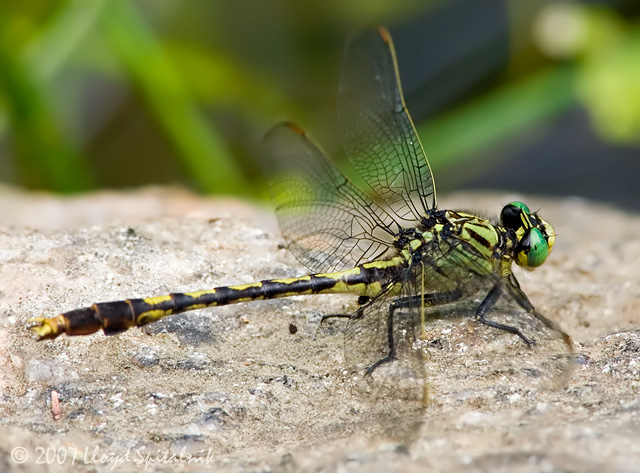 Unicorn Clubtail