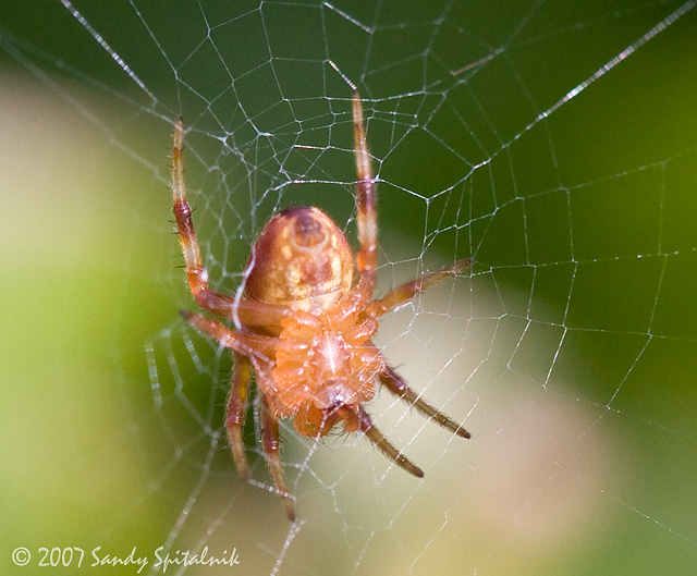 Orb Weaver