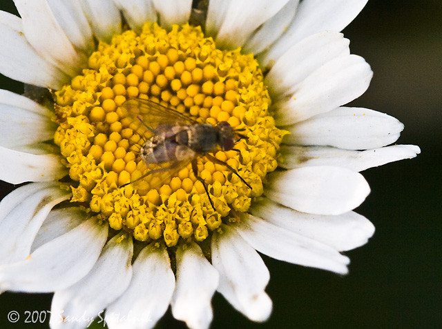 Fly on Daisy