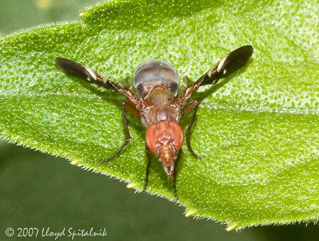 Picture-winged Fly