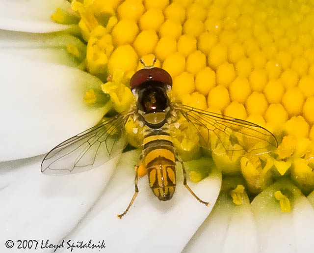 Syrphid Fly (male)