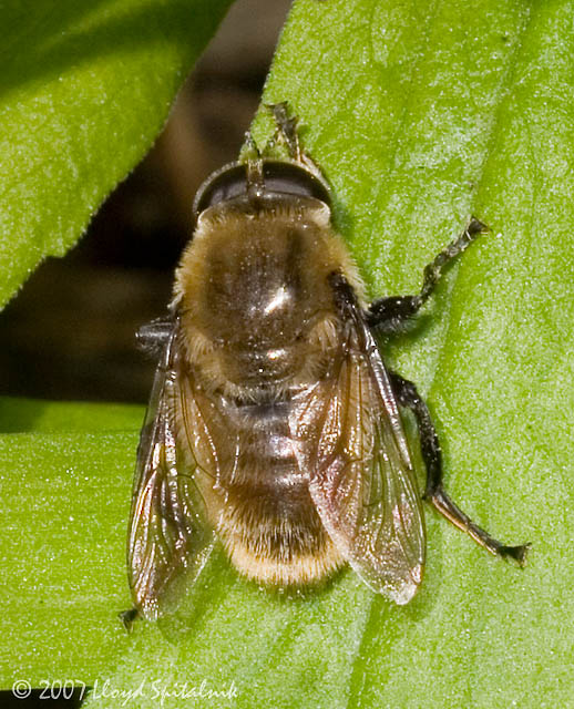 Narcissus bulb fly